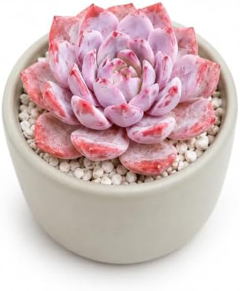 3 PCS Echeveria 'Pink Peony' Live Succulent Plant 1.5 Inch, Rare Rosette Succulent Bare Root No Pot, Low Maintenance Plant for Decorative Planters, Patio Garden Collection & Modern Living Spaces by THEONEBLOOM