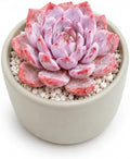 3 PCS Echeveria 'Pink Peony' Live Succulent Plant 1.5 Inch, Rare Rosette Succulent Bare Root No Pot, Low Maintenance Plant for Decorative Planters, Patio Garden Collection & Modern Living Spaces by THEONEBLOOM