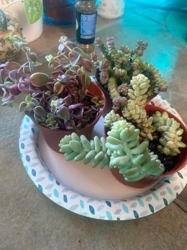 Sprout N Green Calico Kitten, Live Succulent Crassula Pellucida Variegata Fully Rooted in 4" Pot, Trailing Plant for Home Holiday Wedding Garden Hanging Decor, DIY Projects, Party Favor - Image 3