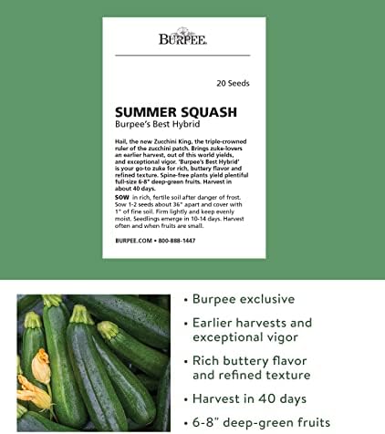 Burpee Best Zucchini Summer Squash Seeds 20 seeds - Image 2