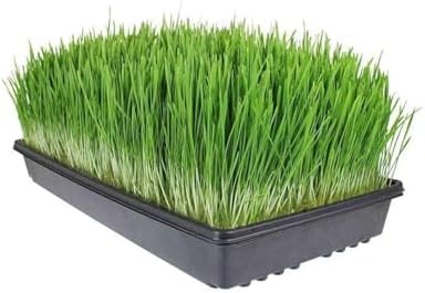 Living Whole Foods 20 Pack of Durable Black Plastic Growing Trays (Without Drain Holes) 21" X 11" X 2" - Flowers, Seedlings, Plants, Wheatgrass, Microgreens & More - Image 4
