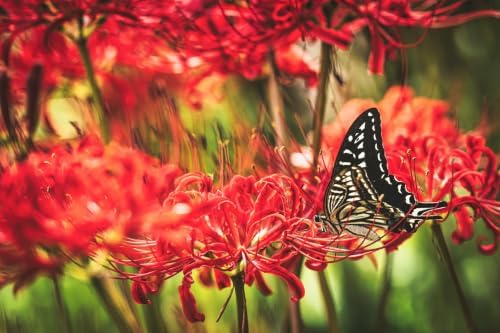 Red Spider Lily Bulbs, Lycoris Radiata, 10 Pack, Texas Grown Heirloom - Image 3