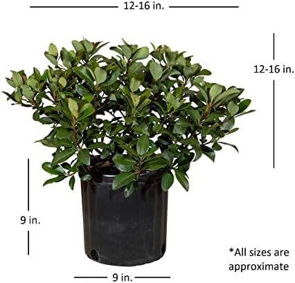 Snow White Indian Hawthorn (2.5 Gallon) White Blooming Evergreen Shrub - Full Sun Live Outdoor Plant - Image 2