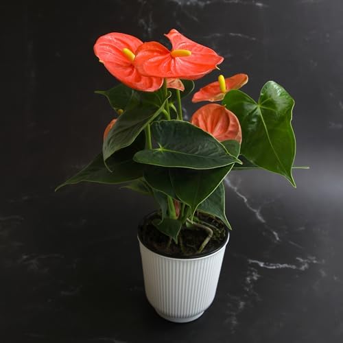 Orange Anthurium Live Plant Decor (Approx. 11-14" Tall), Real Flowers/House Plants in 4" White Pot, Floral Air Purifying Houseplants, Cool & Unique Gifts by Plants for Pets - Image 7
