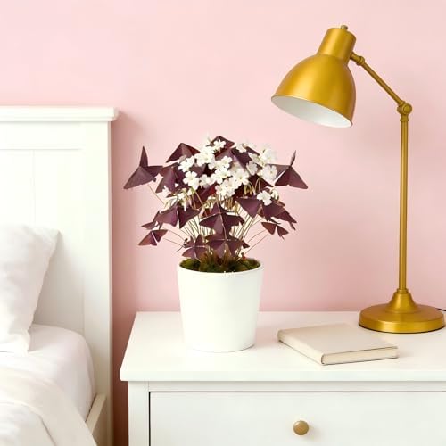 10 Bulbs Oxalis Triangularis, Purple Shamrocks Flowers for Home Garden Indoor Outdoor Planting, Easy Care - Image 2