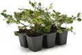 6 Creeping Fig, Live Plants – Ficus Repens – Fast-Growing & Versatile Climbing Vine in 2.5” Nursery Cubes – Perfect for Living Walls, Topiaries, Ground Cover & Indoor/Outdoor Decor by CitronellaKing