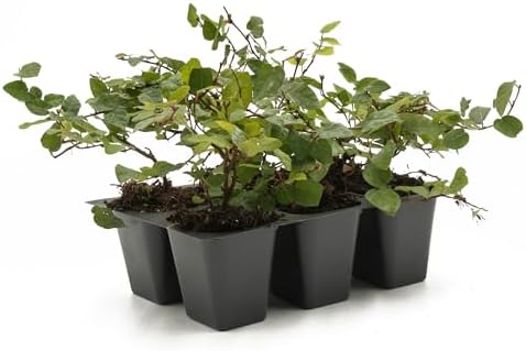 6 Creeping Fig, Live Plants – Ficus Repens – Fast-Growing & Versatile Climbing Vine in 2.5” Nursery Cubes – Perfect for Living Walls, Topiaries, Ground Cover & Indoor/Outdoor Decor by CitronellaKing