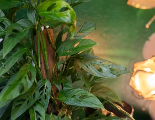 American Plant Exchange Monstera Adansonii – Live 6-Inch Pot Swiss Cheese Totem Pole, Trained Climbing Vine, Easy-Care Air Purifying Houseplant for Home, Office & Garden Décor - Image 2