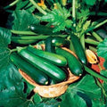 Park Seed Zucchini Squash Seeds – Grow Your Own Organic Garden Vegetables, Black Beauty, Ultra-Dark Skin & Creamy Tender Flesh, Open-Habit Plants for Easy Harvest, Pack of 20, 50 Days to Maturity by ParkSeed