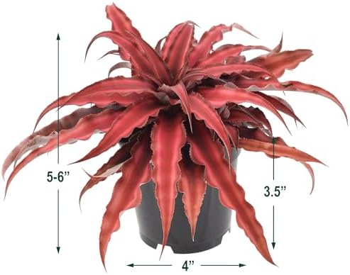 Cryptanthus Super Red Earth Star Live Indoor Plant in 4 in. Plastic Grower Pot **8*Cannot Ship to California and Hawaii** - Image 5