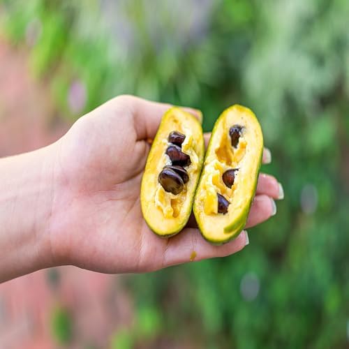 Paw Paw Tree, 1 Gallon Live Nursery Pot, Edible Fruit Tree | Arbor Day Foundation (Due to Agricultural Laws, Unavailable to AZ, CA, GA, OR, WA) - Image 3