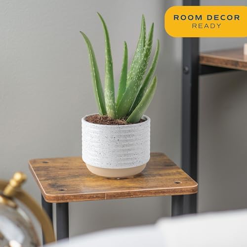 Costa Farms Aloe Vera, Live Indoor Plants, Easy Care, 7-in Tall, 2-Pack - Image 2