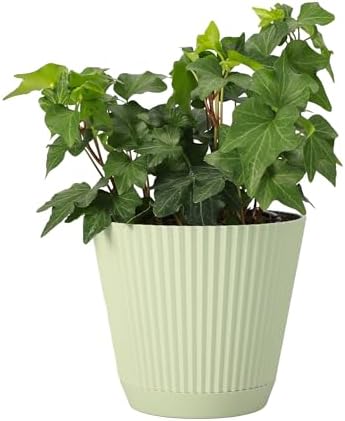 Live Hahn's Green Ivy Plant, Vining Indoor Plant, 4" Pot - Image 2