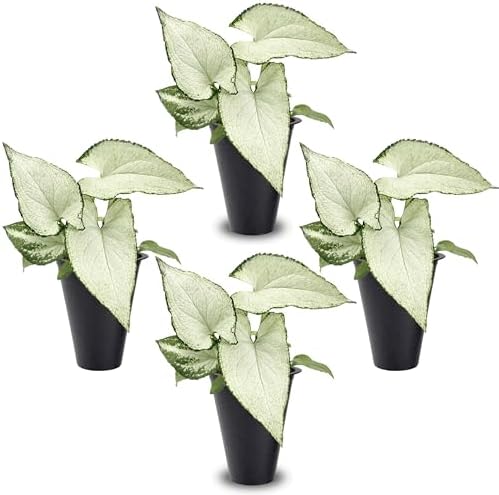 Syngonium Holly M (4 Pack) Live Starter Plants, Variegated Arrowhead Vine Houseplants, Easy Care Indoor Tropical Plants Live, Decorative Foliage Plants by FamPlants