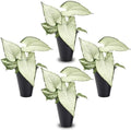 Syngonium Holly M (4 Pack) Live Starter Plants, Variegated Arrowhead Vine Houseplants, Easy Care Indoor Tropical Plants Live, Decorative Foliage Plants by FamPlants