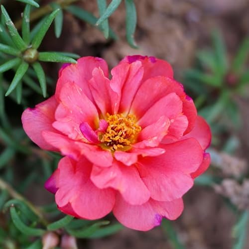 Mixed Color Portulaca Grandiflora Seeds, 20000 Double Moss Rose Seeds for Planting, Heirloom Ground Cover - Purslane Flower Seed for Outside, Beds, Yards, Flower Garden - Image 2