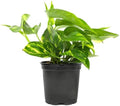 Golden Pothos Plant Live House Plant Live Plants, Trailing Plants Live Houseplants, Golden Pothos Live Plant Houseplant, Live Pothos Devils Ivy Live Plant Money Plant Indoor Plants by Plants for Pets by PlantsforPets