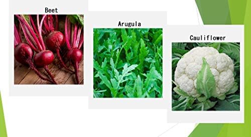 Premium Winter Vegetable Seeds Collection for Planting Organic Non-GMO Heirloom Seeds Radish, Pea, Broccoli, Beet, Carrot, Cauliflower, Green Bean, Kale, Arugula, Gardner and Chef Favorites - Image 4