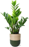 Live ZZ Plant in Spencer Bamboo Planter by Green Circle Growers – Low Light Indoor Houseplant for Home & Office Décor, 5-Inch Potted Plant by GreenCircleGrowers