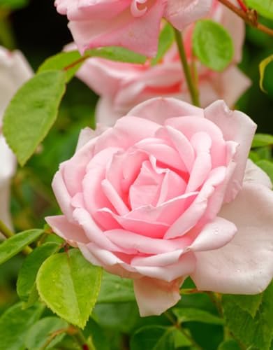 Pink Climbing Rose Live Plant, Flower, 5-10 Inch Tall - Image 3