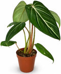 Philodendron Gloriosum Live Plant, 2 Inch Rare Heart Leaf Houseplant by NYCitySucculents