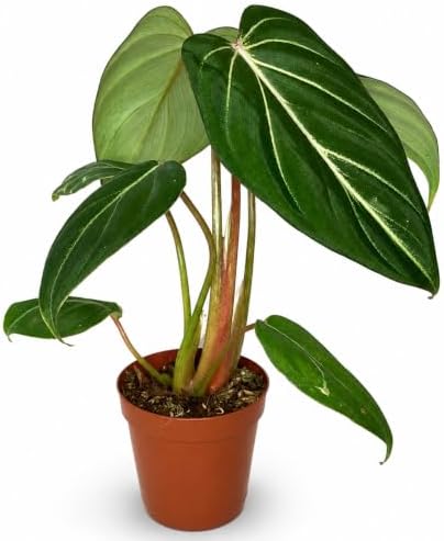 Philodendron Gloriosum Live Plant, 2 Inch Rare Heart Leaf Houseplant by NYCitySucculents