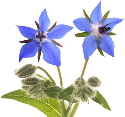 Borage Seeds - Starflower - Heirloom Non-GMO Herb Seeds for Planting an Herb Garden - 100 Seeds - Borago Officinalis - by RDR Seeds by RDRSeeds
