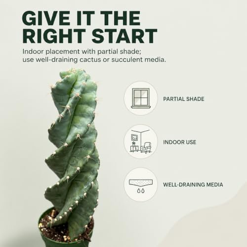 Spiral Cactus Live Plant, 4 Inch Rare Spiralis Succulent Houseplant - Image 4
