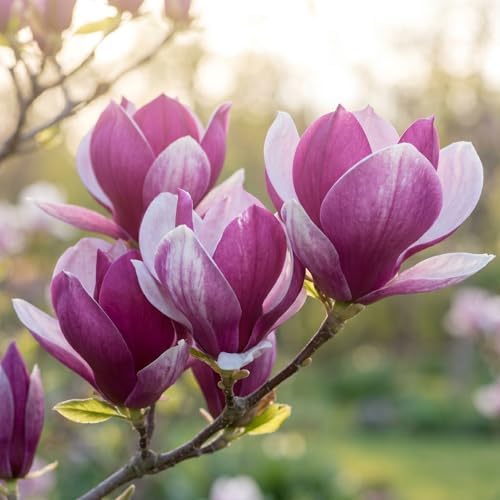 Jane Magnolia Flower Tree Live Plant, Spring Bloom Tree, 2.5'' Pot - Image 2