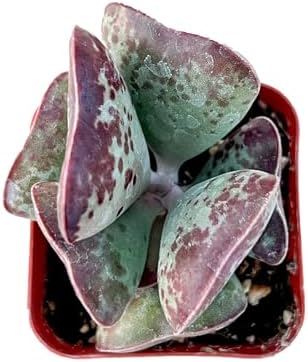 Sprout N Green Live Succulent Plant Adromischus triflorus 'Calico Hearts' - Image 3