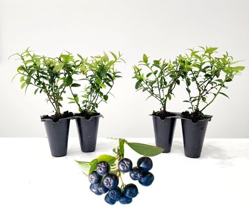 Blueberry Plant Top Hat Live for Sale (4 Pack) | Easy to Grow Plants | Edible Fruit Plant for Sustainable Living | Grow Your own Food on Your Edible Organic Garden | Live for Planting | No Seeds by FamPlants