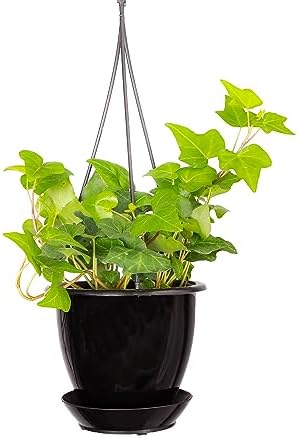 Live Hahn's Green Ivy Plant, Vining Indoor Plant, 4" Pot - Image 2