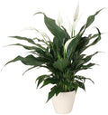 Live Peace Lily Plant, Spathiphyllum, Low Light, Easy to Grow, 4" Pot by ThorsensGreenhouse