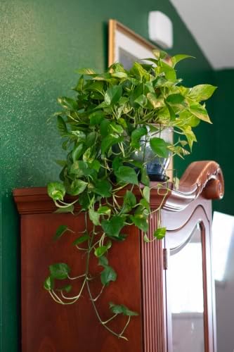 American Plant Exchange Marble Queen Pothos – Live 8-Inch Hanging Basket, Easy-Care Air Purifying Trailing Vine, Fast-Growing Houseplant for Hanging Planters, Shelves & Indoor Home or Office Décor - Image 3