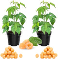 2 Fall Gold Raspberry Plants Live, Edible Berry Bush Plant, 5-10" Tall by AVERAR