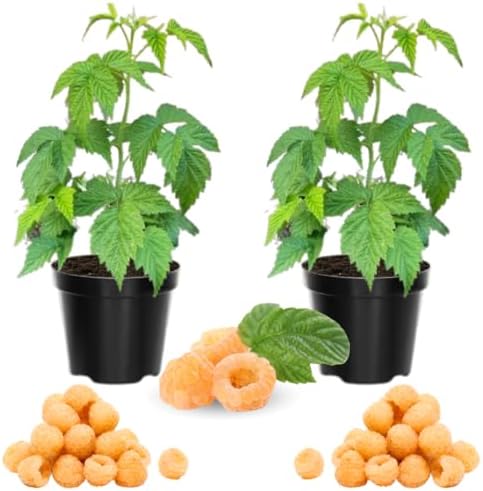 2 Fall Gold Raspberry Plants Live, Edible Berry Bush Plant, 5-10" Tall by AVERAR