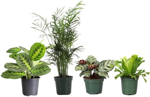 Live Pet Safe Houseplants (4 Pack), Grower's Choice Bundle, 4" Pots by ThorsensGreenhouse
