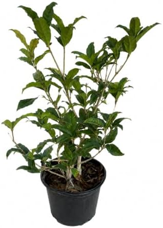 Orange Sweet Olive Shrub/Tree - 14-20" Tall Live Plant - Gallon Pot - Image 2