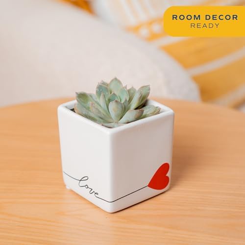 Costa Farms Succulents, Live Indoor Plant, Easy Care, Home Decor - Image 2