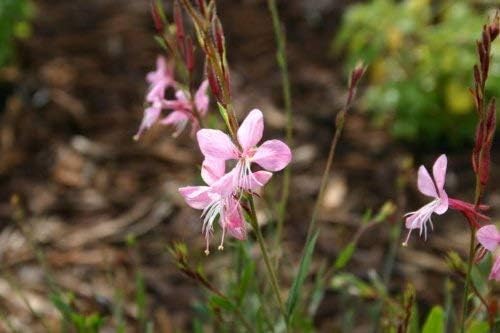 SVI 100 Pink Gaura Seeds (Oenothera lindheimeri) - Whirling Butterflies, Bee Blossom Flowers Seed Packets, Long Bloomer, Non GMO Seed - Flower Seeds for Outdoor Flower Garden, Borders - Image 2