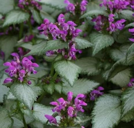 Great Low Ground Cover Border Plants, Lamium Ghost Starter Plant by Unknown