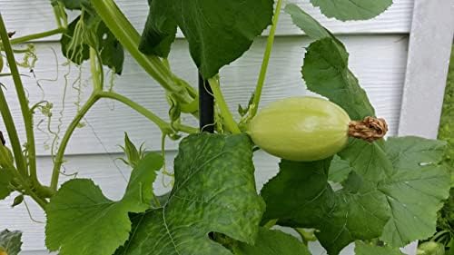 40+ Spaghetti Squash Seeds for Planting - Heirloom Non-GMO USA Grown Winter Squash Seeds by RDR Seeds - Image 3
