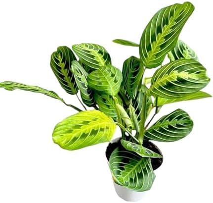 Live Plant, Lemon Lime Maranta Prayer Plant, Pet Friendly, Air Purifying, Easy Care, 12-16 inch Tall, Easy to Grow Rare Indoor Plant, Houseplant, 4 inch Pot by Hopewind Plants Shop - Image 2