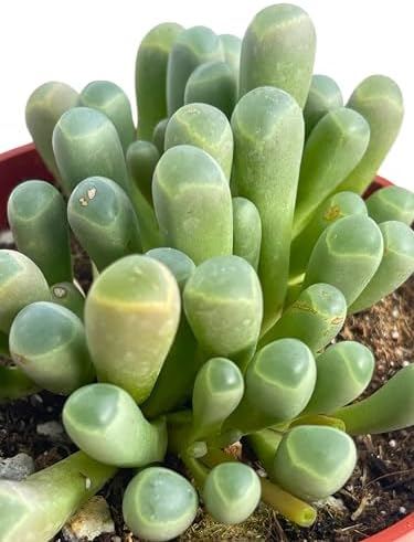 Live Succulent 4" "Baby Toes Fenestraria Rhopalophylla, Succulents Plants Live Fully Rooted House Plant for Home Office Decoration, DIY Projects by The Succulent Cult - Image 4