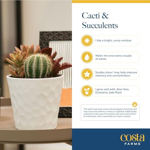 Costa Farms Succulents, Live Indoor Plant, Easy Care, Home Decor - Image 6