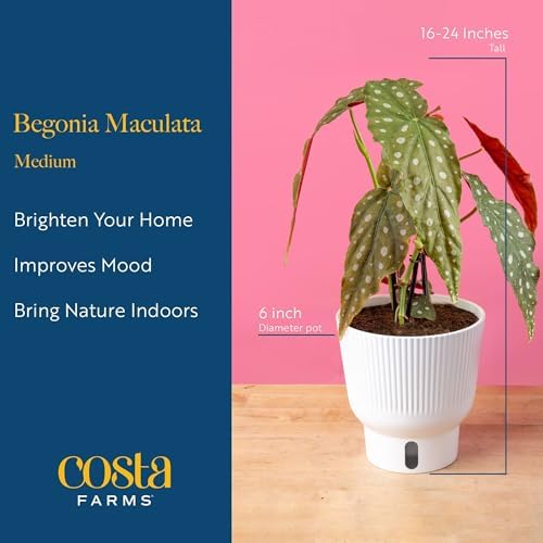 Costa Farms Begonia, Live Indoor Plant, Easy Care, Home Decor - Image 4