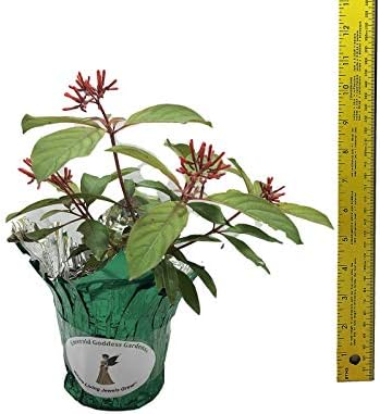 Scarlet Firebush - Hamelia Patens - Live Shrub Plant -Florida Native - Orange Red Flower - 8-10 Inches Tall - 4 Inch Pot - Image 3