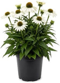Coneflower (Echinacea) - White Blooms, Live Pollinator-Friendly Flowering Perennial, 12" Tall by 6" Wide in 2 Qt Pot by TheThreeCompany