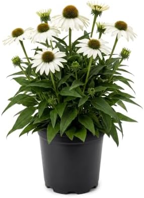 Coneflower (Echinacea) - White Blooms, Live Pollinator-Friendly Flowering Perennial, 12" Tall by 6" Wide in 2 Qt Pot by TheThreeCompany