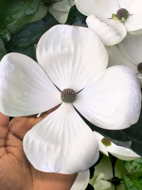 White Dogwood Tree Live Plant 3-4 Ft Tall – Cornus Florida – Huge 4 Inch White Blooms – Outdoor Ornamental Flowering Tree for Yard, Landscaping & Garden – Hardy Deciduous Dogwood - Image 7